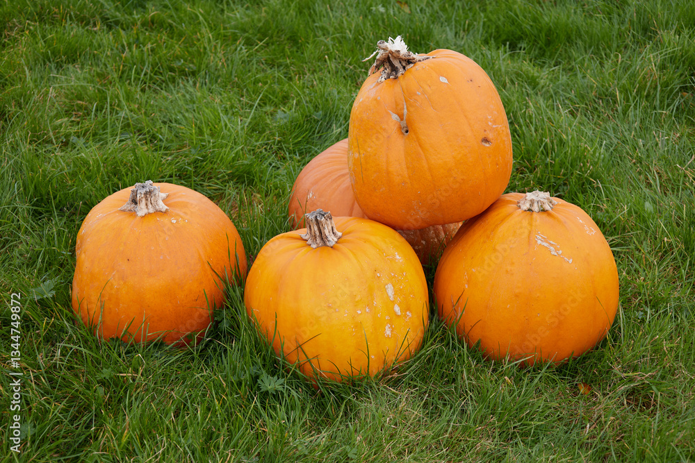 Naklejka premium Naturalne dynie w trawie.
