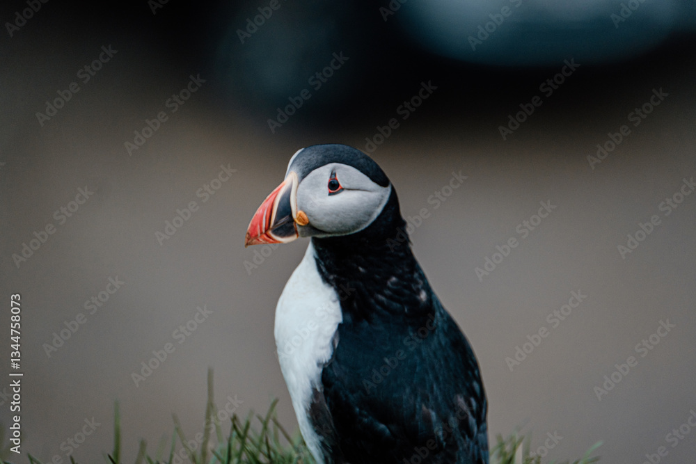 Naklejka premium Atlantic puffin standing on a grassy cliffside in Borgafjordur Eystri, Iceland...