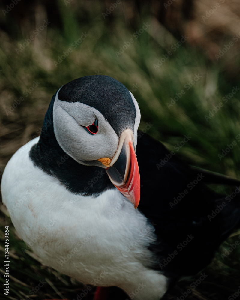 Naklejka premium Close-up portrait of an Atlantic puffin in Borgafjordur Eystri, East Iceland...