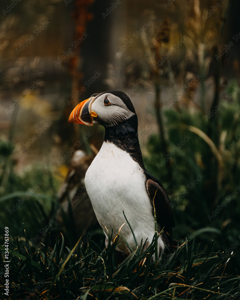 Naklejka premium Atlantic puffin standing in lush green grass in Borgafjordur Eystri, Iceland.