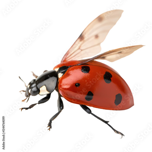 Flying Ladybug: High-Res Insect Photo