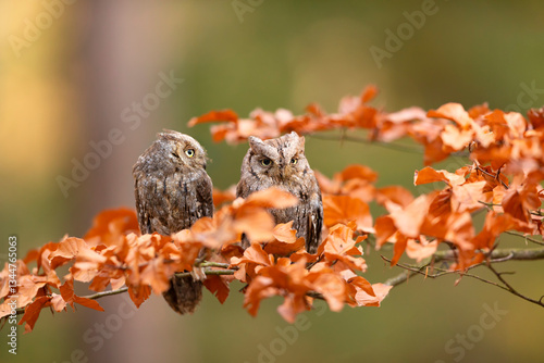 Obraz na płótnie Eurasian scops owl. Otus scops. The wild nature of Bulgaria. Pair of little bird,s. Owls on the tree. w salonie