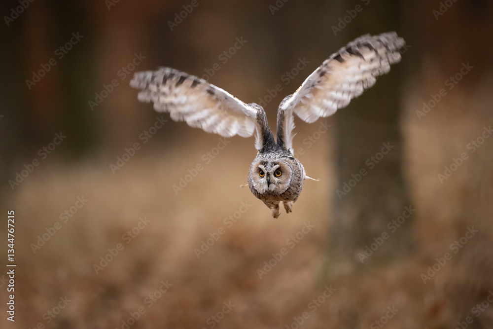Owl in flight. Long-eared owl, Asio otus, flying with widely spread wings through autumn forest. Hunting predator in natural habitat. Wildlife scene from nature, Czech republic