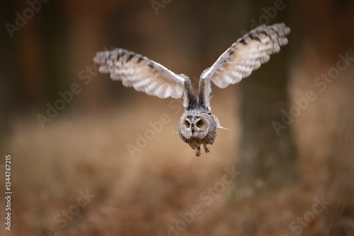 Obraz na płótnie Owl in flight. Long-eared owl, Asio otus, flying with widely spread wings through autumn forest. Hunting predator in natural habitat. Wildlife scene from nature, Czech republic w salonie