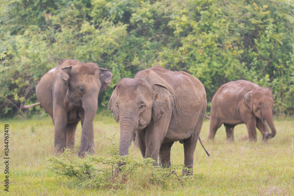 Fototapeta premium Herd of Sri Lankan elephants - Elephas maximus maximus grazin on meadow. Subspecies of Asian elephant. Photo from Wasgamuwa National Park in Sri Lanka. Native to Sri Lanka.