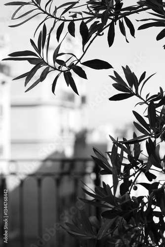 Abstract Picturesque Paris Cityscape. Olive Tree Branch against Paris Buildings Background.
