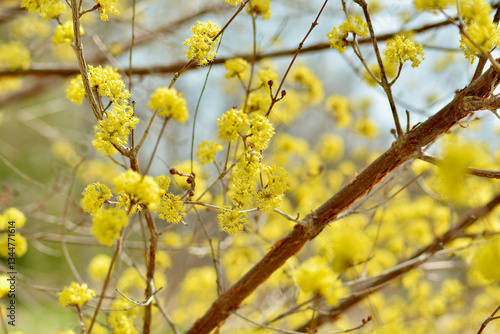 yellow flowers on a branch