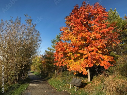 autumn trees in the park
