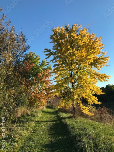 autumn in the park