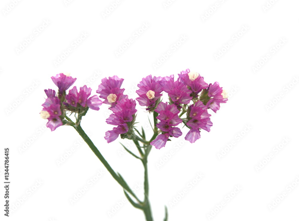 Fototapeta premium Lilac pink Limonium, sea-lavender in bloom, statice, caspia or marsh-rosemary, on white background