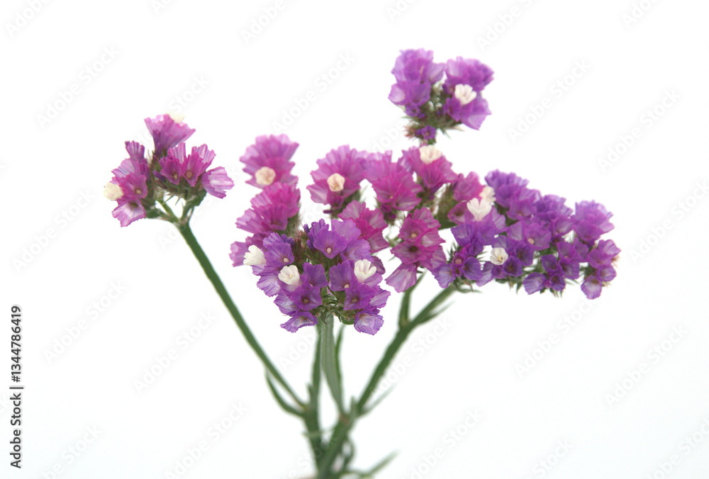 Fototapeta premium Lilac pink Limonium, sea-lavender in bloom, statice, caspia or marsh-rosemary, on white background