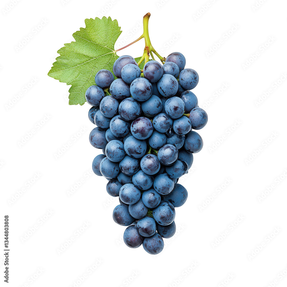 Fresh cluster of dark blue grapes hanging from a vine with green leaves providing a vibrant contrast, perfect for healthy snacking or wine production in a sunny vineyard Fresh cluster of dark blue grapes hanging from a vine with green leaves providing a vibrant contrast, perfect for healthy snacking or wine production in a sunny vineyard