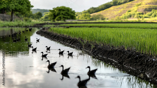 Obraz na płótnie Ducks in a rice paddy w salonie