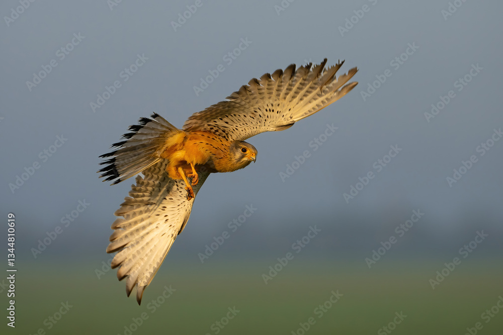 Obraz premium Common Kestrel (Falco tinnunculus). Mid-Air with Wings Fully Spread. Open Farmland. Intense Focus and Powerful Flight Control.
