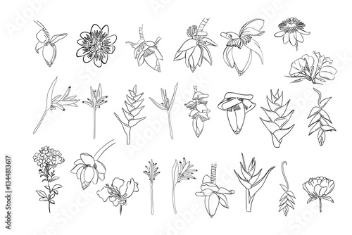 Tropical plants set. Heliconia, banana, plumeria, hydrangea, palm. Hand drawn heliconia flower blooming vector drawing line art. Realistic botanical drawing.