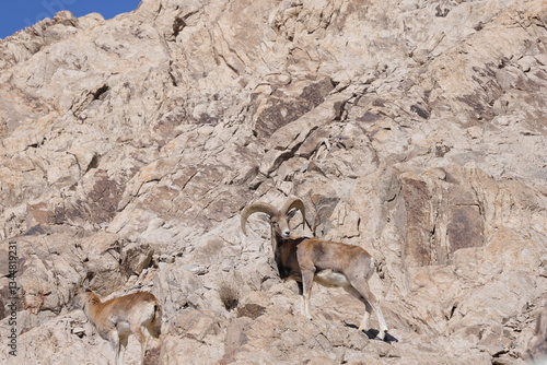 Ladakh urial (Ovis vignei vignei)