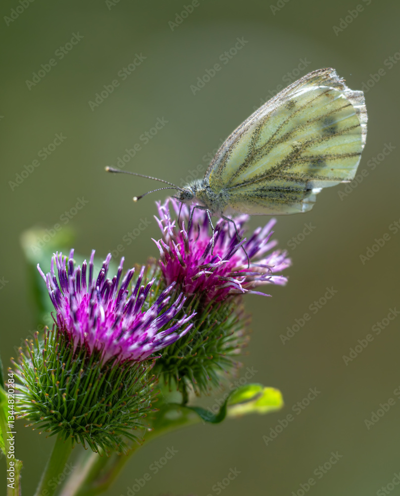 Large White or Cabbage Butterfly (Pieris brassicae)