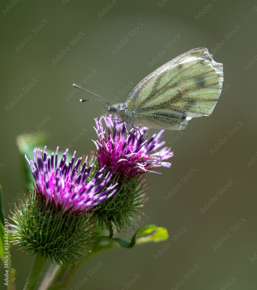 Large White or Cabbage Butterfly (Pieris brassicae)