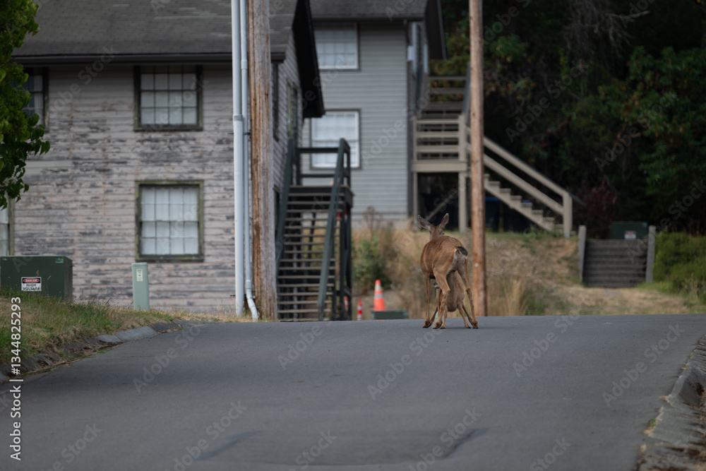 Deer at the Fort Worden State Park, WA