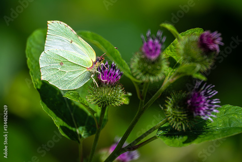 Obraz na płótnie Common Brimstone (Gonepteryx rhamni) at the Steinhuder Meer, Germany w salonie