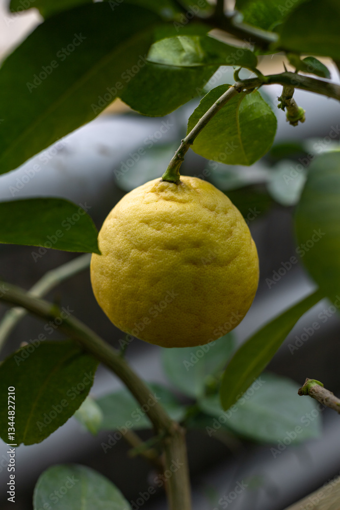 Fototapeta premium Fresh yellow lemon hanging on green branch vertical