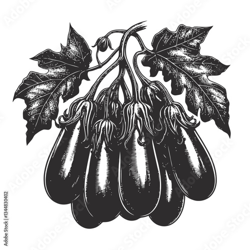Engraved artwork showcasing eggplants hanging gracefully from a vine