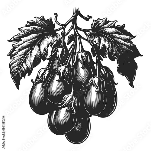 Illustrative engraving of eggplants artistically arranged on a winding vine