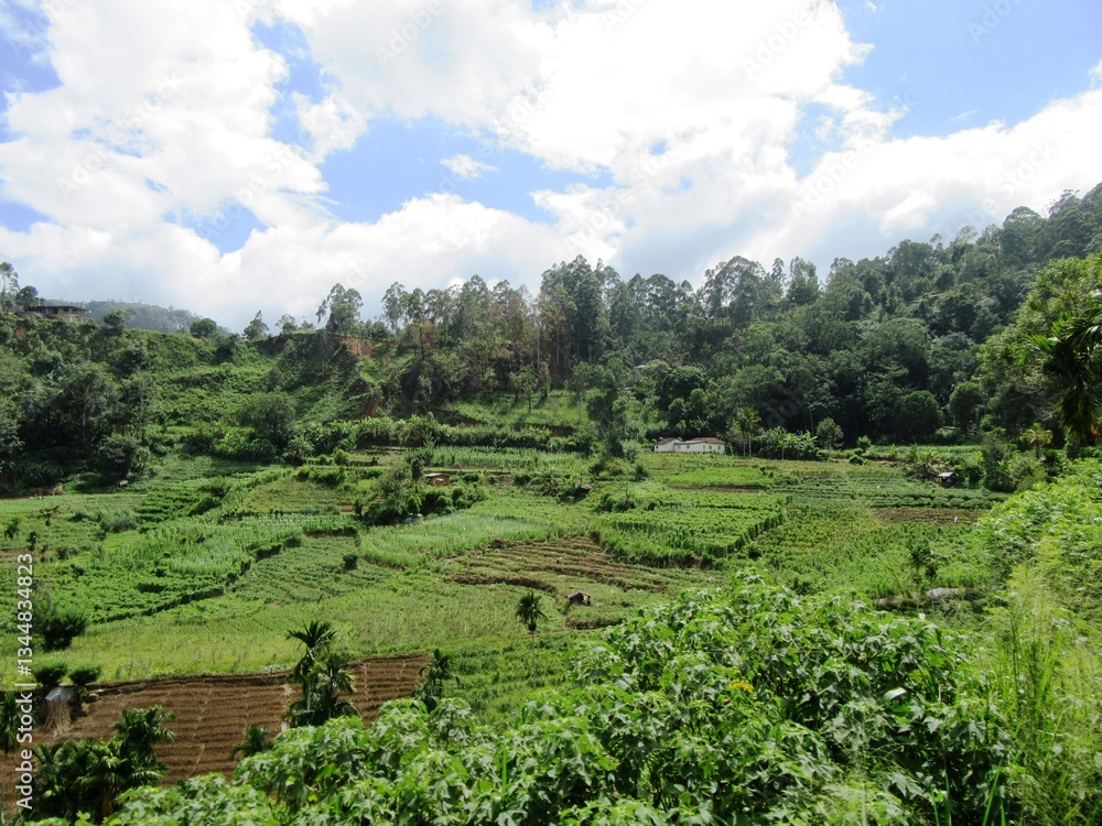 Obraz premium Im Hochland von Sri Lanka