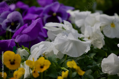 Purple Pansy Flowers Annual Bedding Plants 