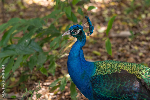 Wallpaper Mural Vibrant peacock displaying its iridescent feathers Torontodigital.ca