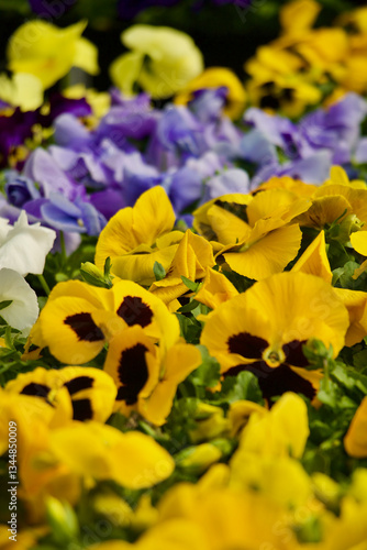 Yellow Pansy Flowers Blooming 