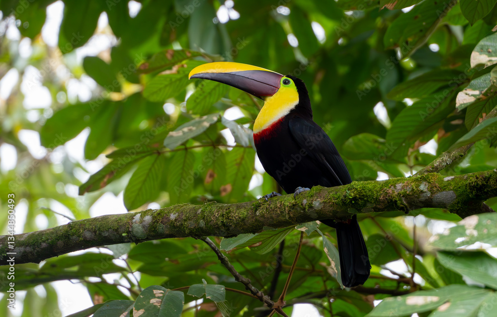 Fototapeta premium Toucan sitting on tree branch in Costa Rica