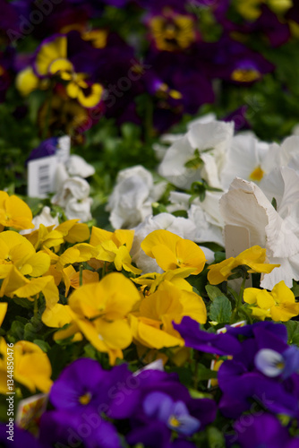 Yellow Pansy Flowers Blooming 