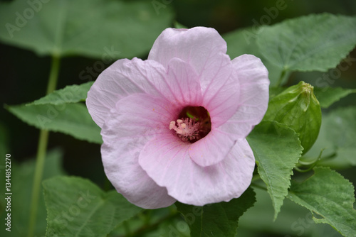 Gorgeous Light Pink Hibiscus Flower Blooming in a Garden