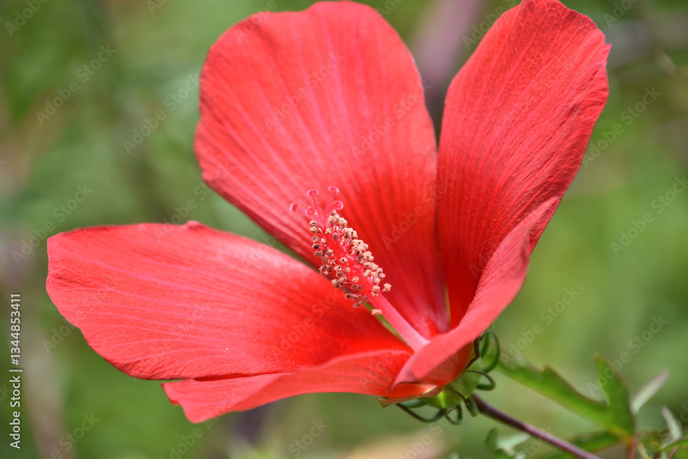 Fototapeta premium Brilliant Red Hibiscus Blooming in the Summer