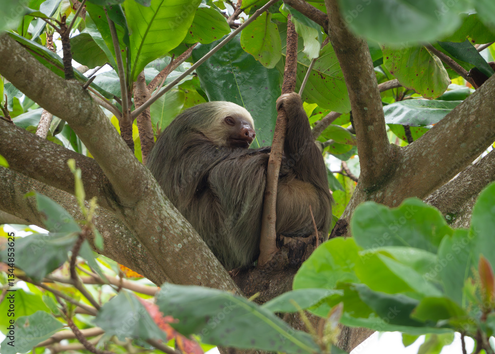 Naklejka premium Sloth in tree in Costa Rica