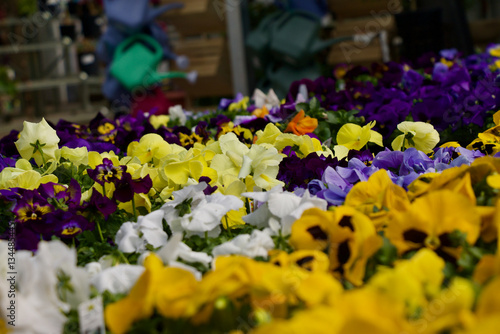Pansy Flowers 