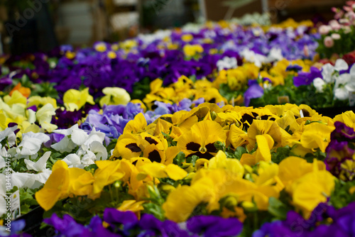Purple Pansy Flowers Annual Bedding Plants 