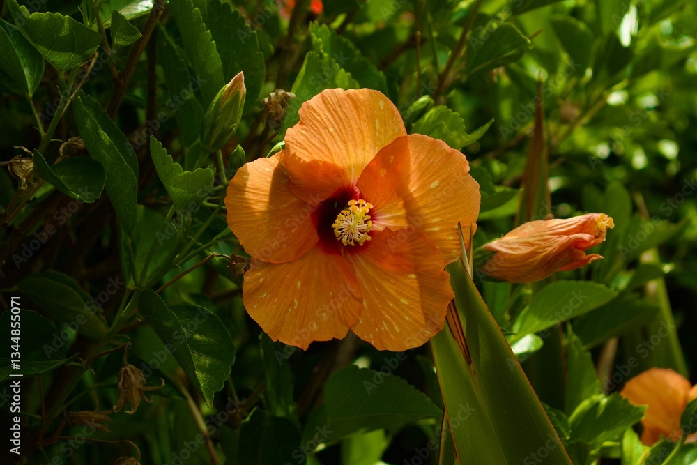 Obraz premium Hawaiian Hibiscus