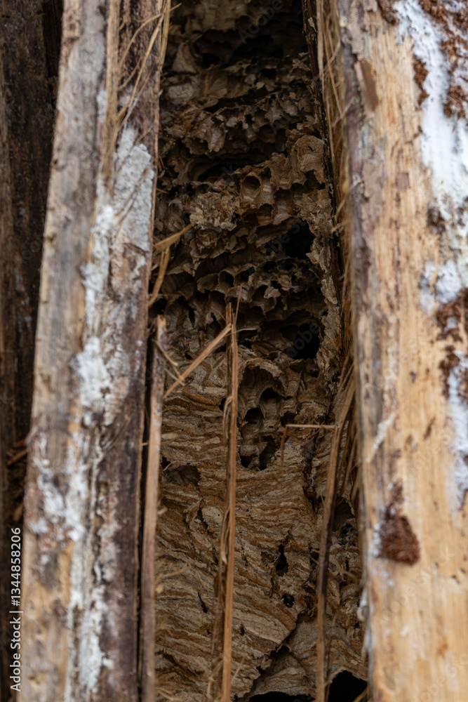 abandoned hornets nest in tree trunk