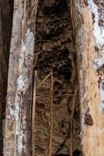 Obraz na płótnie abandoned hornets nest in tree trunk w salonie