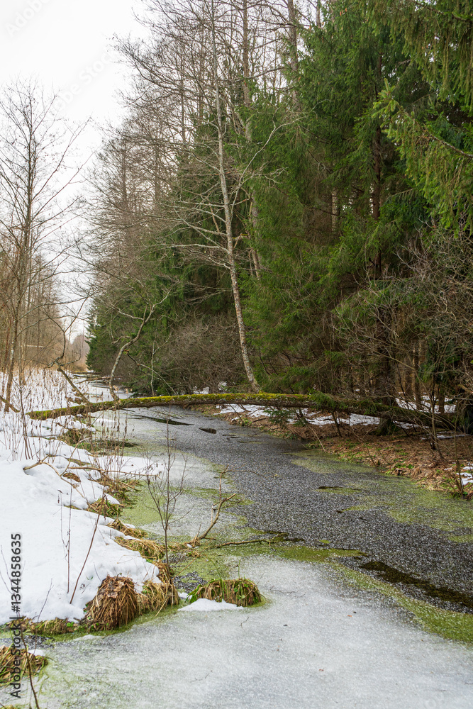 Winter landscape spruce forest frozen brook.