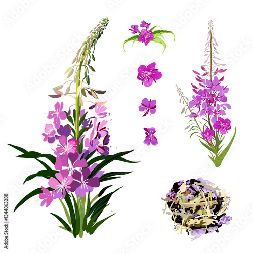 Medicinal plant narrow-leaved cypress or willow tea. Inflorescences, individual flowers and the result are fermented