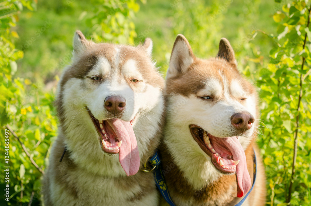 Obraz premium Two siberian huskies in lush green setting, tongues out, displaying joy. Sunlight highlights fur, creating warm atmosphere. Close-up angle captures playful expressions