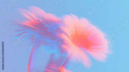 Blurred gerbera daisy in dreamy shades of pink and blue