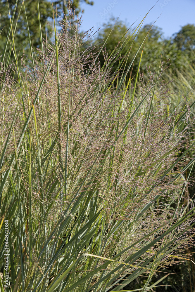 Panicum virgatum Panicum virgatum