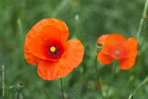 Obraz na płótnie Close-up of two red poppies on a blurred green background w salonie