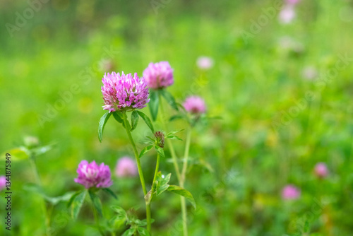 Close-up of pink clover flowers growing in a green meadow, with a blurred background and soft natural lighting.
