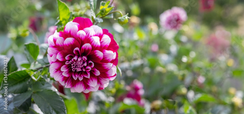 Obraz na płótnie Close-up of a vibrant pink and white dahlia flower with detailed petals, blooming among green leaves in a garden, with a blurred background of other flowers w salonie