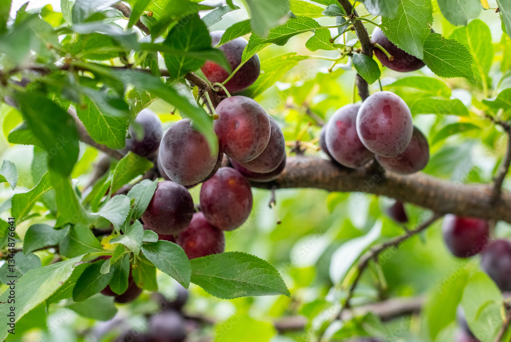 Close-up image of ripe plums on a tree branch, with green leaves and natural lighting